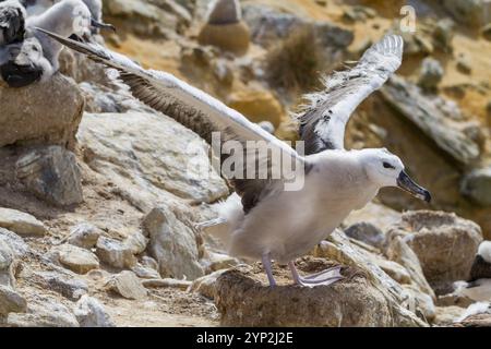 Poussin d'albatros à sourcils noirs (Thalassarche melanophrys) sur le nid au site de nidification de New Island, Malouines, Amérique du Sud Banque D'Images