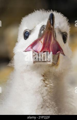 Poussin d'albatros à sourcils noirs (Thalassarche melanophrys), gros plan, sur le nid au site de nidification de New Island, Malouines, Amérique du Sud Banque D'Images