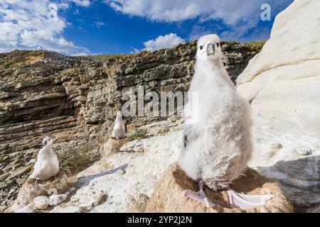 Poussin d'albatros à sourcils noirs (Thalassarche melanophrys) sur le nid au site de nidification de New Island, Malouines, Amérique du Sud Banque D'Images