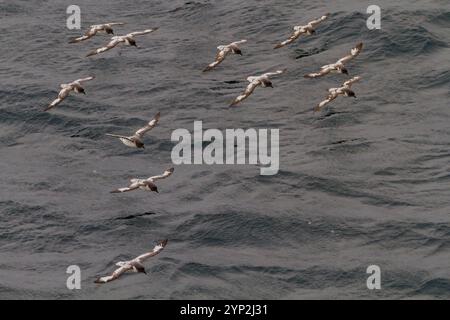 Pétrels adultes du cap (Daption capense) se nourrissant près de Deception Island, Antarctique, Océan Austral, régions polaires Banque D'Images