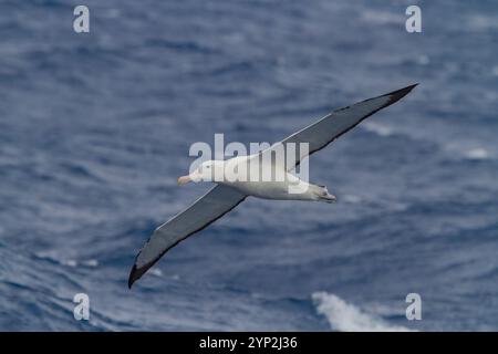 Albatros errants adultes (Diomedea exulans) sur l'aile près de la péninsule Antarctique, Océan Austral, régions polaires Banque D'Images