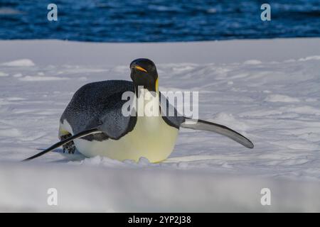 Un manchot empereur adulte isolé (Aptenodytes forsteri) sur la glace de mer dans le golfe entre l'île d'Adélaïde et la péninsule antarctique, en Antarctique Banque D'Images