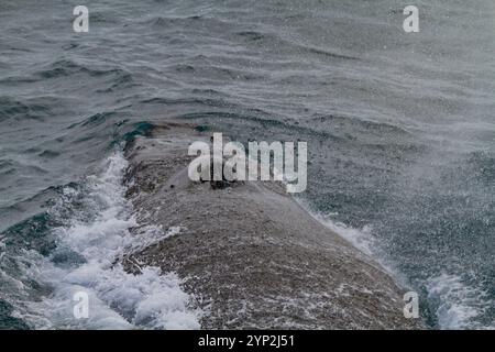 Baleine à bosse (Megaptera novaeangliae) faisant surface dans la mer de Weddell près de la péninsule Antarctique, Antarctique, régions polaires Banque D'Images