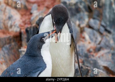 Manchot Adelie (Pygoscelis adeliae) adulte nourrisson dans une colonie de reproduction à Brown Bluff, Antarctique, régions polaires Banque D'Images