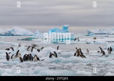 Pingouin Adelie de première année (Pygoscelis adeliae) poussins à la colonie de reproduction à Brown Bluff, Antarctique, régions polaires Banque D'Images