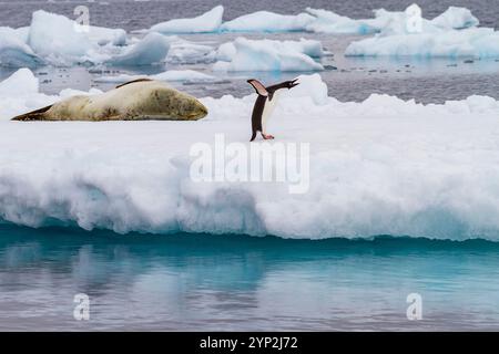 Manchot Adelie (Pygoscelis adeliae) sur la banquise avec le phoque léopard à Brown Bluff, Antarctique, régions polaires Banque D'Images