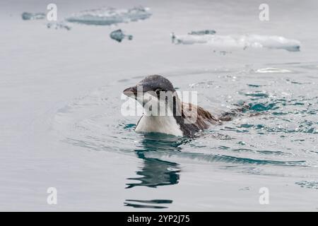 Pingouin Adelie de première année (Pygoscelis adeliae) poussin à la colonie de reproduction à Brown Bluff, Antarctique, régions polaires Banque D'Images