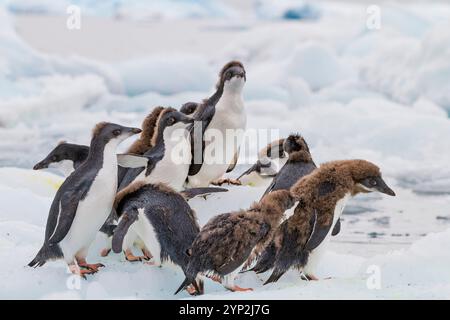 Pingouin Adelie de première année (Pygoscelis adeliae) poussins à la colonie de reproduction à Brown Bluff, Antarctique, régions polaires Banque D'Images