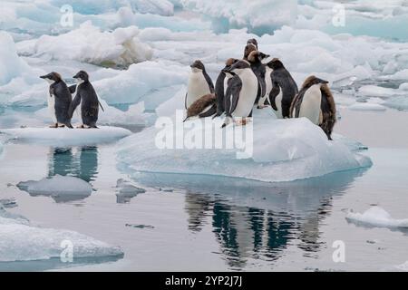 Pingouin Adelie de première année (Pygoscelis adeliae) poussins à la colonie de reproduction à Brown Bluff, Antarctique, régions polaires Banque D'Images