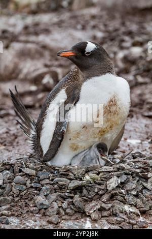 Pingouin Gentoo (Pygoscelis papua) adulte avec poussin sur l'île de Cuverville, Antarctique, Océan Austral, régions polaires Banque D'Images