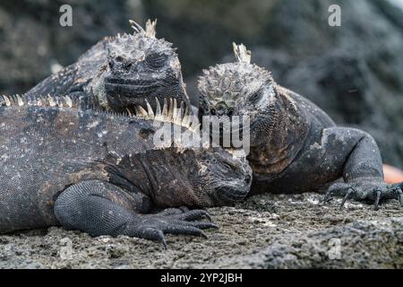 L'iguane marin endémique des Galapagos (Amblyrhynchus cristatus) dans l'archipel des îles Galapagos, site du patrimoine mondial de l'UNESCO, Équateur, Amérique du Sud Banque D'Images