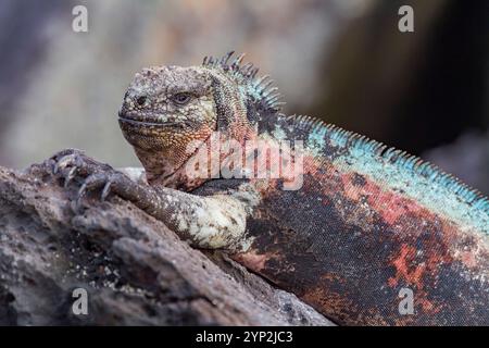 L'iguane marin endémique des Galapagos (Amblyrhynchus cristatus) sur l'île d'Espanola dans les îles Galapagos, site du patrimoine mondial de l'UNESCO, Équateur Banque D'Images