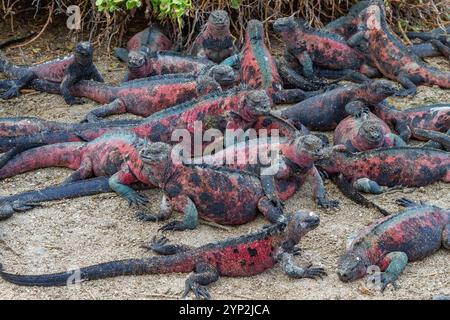 L'iguane marin endémique des Galapagos (Amblyrhynchus cristatus) sur l'île d'Espanola dans les îles Galapagos, site du patrimoine mondial de l'UNESCO, Équateur Banque D'Images