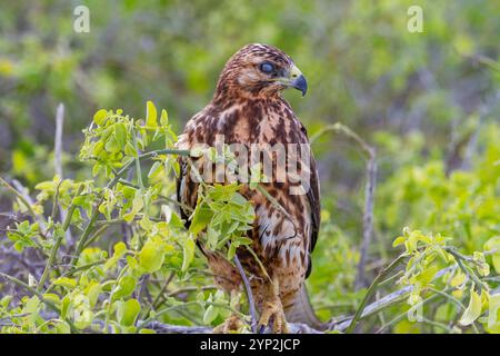 Jeune faucon des Galapagos (Buteo galapagoensis) dans l'archipel des îles Galapagos, site du patrimoine mondial de l'UNESCO, Équateur, Amérique du Sud Banque D'Images