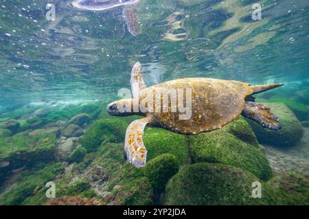 Tortue de mer verte adulte (Chelonia mydas agassizii) sous l'eau au large de la côte ouest d'Isabela, îles Galapagos, site du patrimoine mondial de l'UNESCO, Équateur Banque D'Images