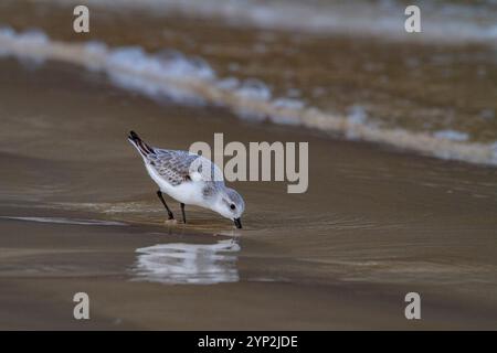 sanderling adulte (Calidris alba) se nourrissant sur la plate-forme de marée dans l'archipel des îles Galapagos, site du patrimoine mondial de l'UNESCO, Équateur, Amérique du Sud Banque D'Images