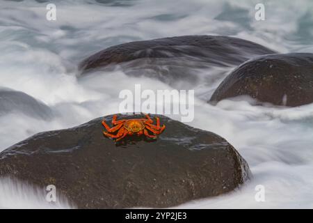 Sally lightfoot crabe (Grapsus grapsus) dans le littoral de l'archipel des îles Galapagos, site du patrimoine mondial de l'UNESCO, Équateur, Amérique du Sud Banque D'Images