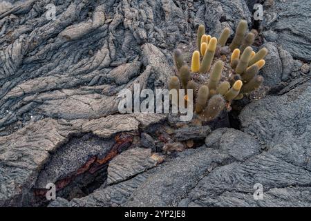 Cactus de lave endémique (Brachycereus spp) poussant dans l'archipel des îles Galapagos, site du patrimoine mondial de l'UNESCO, Équateur, Amérique du Sud Banque D'Images