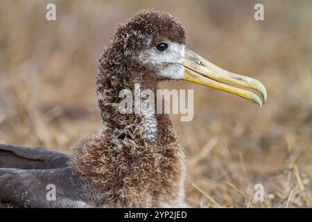 Albatros ondulés (Diomedea irrorata) poussin presque prêt pour le vol à la colonie de reproduction sur l'île d'Espanola, îles Galapagos, site du patrimoine mondial de l'UNESCO Banque D'Images