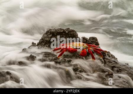 Sally lightfoot crabe (Grapsus grapsus) dans le littoral de l'archipel des îles Galapagos, site du patrimoine mondial de l'UNESCO, Équateur, Amérique du Sud Banque D'Images
