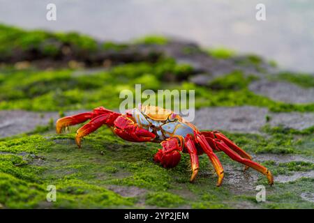 Sally lightfoot crabe (Grapsus grapsus) dans le littoral de l'archipel des îles Galapagos, site du patrimoine mondial de l'UNESCO, Équateur, Amérique du Sud Banque D'Images