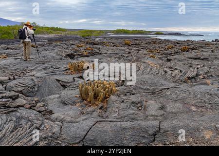 Cactus de lave endémique (Brachycereus spp) poussant dans l'archipel des îles Galapagos, site du patrimoine mondial de l'UNESCO, Équateur, Amérique du Sud Banque D'Images