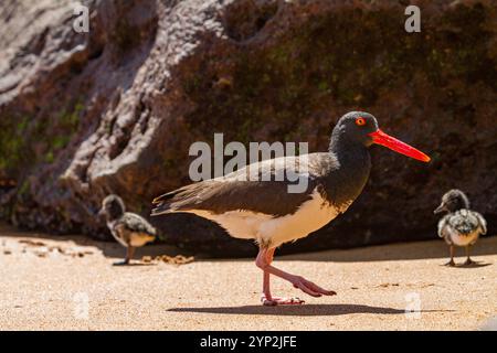 La crique d’huîtres américaine adulte (Haematopus palliatus galapagensis) nourrissant des poussins le long du littoral sur l’île Bartolome, dans le groupe des îles Galapagos, Banque D'Images