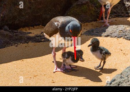 La crique d’huîtres américaine adulte (Haematopus palliatus galapagensis) nourrissant des poussins le long du littoral sur l’île Bartolome, dans le groupe des îles Galapagos, Banque D'Images