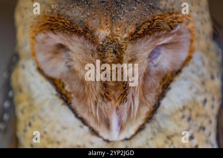 Hibou adulte des Galapagos (Tyto alba punctatissima) dormant pendant la journée sur l'île de Santa Cruz, Galapagos, site du patrimoine mondial de l'UNESCO, Équateur Banque D'Images