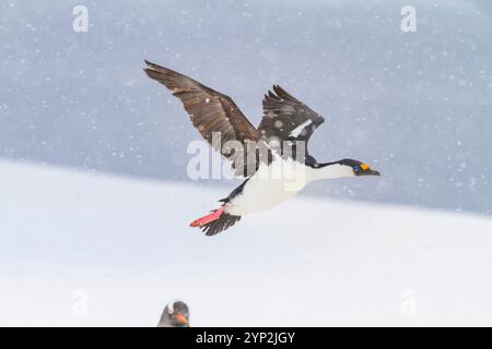 Shag antarctique (Phalacrocorax (atriceps) bransfieldensis) au site de nidification parmi les manchots gentous à Jougla point, Antarctique, régions polaires Banque D'Images