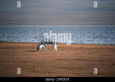 Un beau cheval gris pèle sur l'herbe ensoleillée près des eaux sereines du lac Song-Kol, Kirghizistan, Asie centrale, Asie Banque D'Images