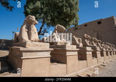 Avenue des Sphinx, complexe du Temple de Karnak, site du patrimoine mondial de l'UNESCO, Thèbes, Egypte, Afrique du Nord, Afrique Banque D'Images