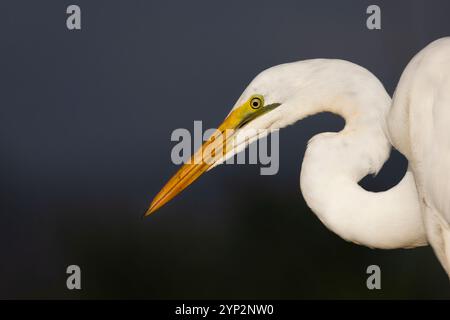 Grande aigrette blanche (Ardea alba), Zimanga Game Reserve, Afrique du Sud, Afrique Banque D'Images