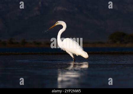 Grande aigrette blanche (Ardea alba), Zimanga Game Reserve, Afrique du Sud, Afrique Banque D'Images