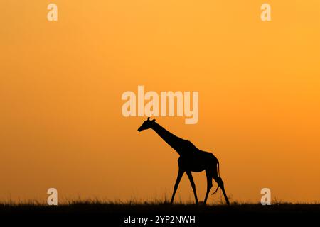 Silhouette de girafe (Giraffa camelopardalis) au coucher du soleil, Parc National de Chobe, Botswana, Afrique Banque D'Images