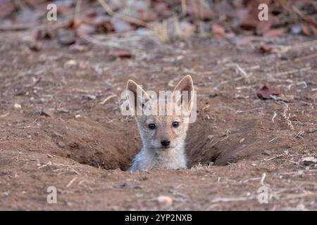 Chiot chacal à dos noir (Lupulella mesomelas), réserve de chasse de Mashatu, Botswana, Afrique Banque D'Images