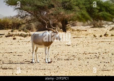 Addax (Addax nasomaculatus) Banque D'Images