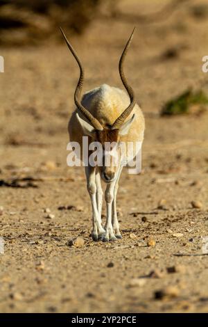 Addax (Addax nasomaculatus) Banque D'Images