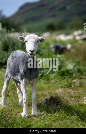 Les brebis de Herdwick récemment raccourcies paissant dans un pâturage des hautes terres à Wasdale, dans le parc national du Lake District, Royaume-Uni. Banque D'Images