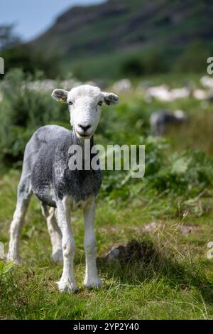 Les brebis de Herdwick récemment raccourcies paissant dans un pâturage des hautes terres à Wasdale, dans le parc national du Lake District, Royaume-Uni. Banque D'Images