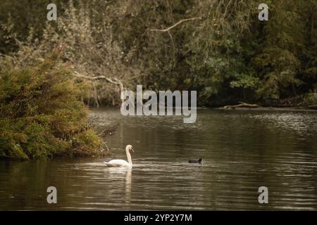 Un seul et unique beau cygne blanc glisse paisiblement à travers l'eau des palourdes dans son habitat naturel d'eau douce. Cette créature énigmatique bouge avec grâce. Banque D'Images