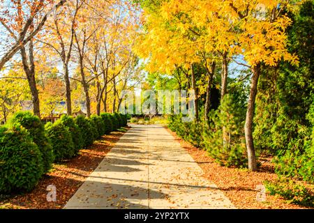 Un chemin bordé d'arbres et de feuilles est montré dans l'image. Les feuilles sont jaunes et les arbres sont grands. Le chemin est entouré de buissons et de la feuille Banque D'Images