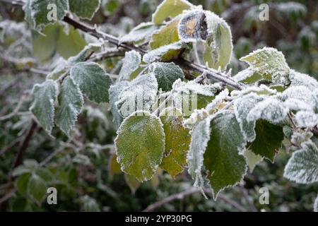 Gelée sur les feuilles de Bramble, Warwickshire, Royaume-Uni Banque D'Images