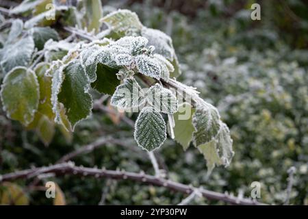 Gelée sur les feuilles de Bramble, Warwickshire, Royaume-Uni Banque D'Images