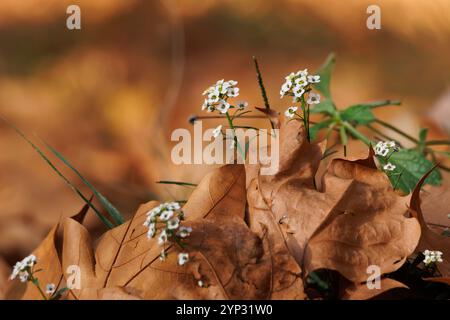 Feuilles séchées d'automne de platane londonien (Platanus x hispanica) avec fleurs d'aulne de mer Lobularia maritima, Alcoy, Espagne Banque D'Images