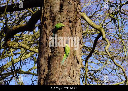 Deux perruches à col annulaire, perruches à anneaux roses (Psittacula krameri) sur le tronc d'un marronnier sans feuilles (Aesculus) en automne. Pays-Bas Banque D'Images