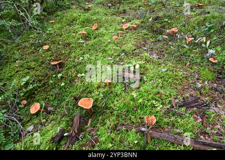 Groupe de faux champignons Chanterelle, Hygrophoropsis aurantiaca, poussant en mousse sur le plancher forestier de la forêt de pins Banque D'Images
