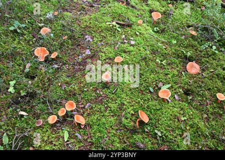 Groupe de faux champignons Chanterelle, Hygrophoropsis aurantiaca, poussant en mousse sur le plancher forestier de la forêt de pins Banque D'Images