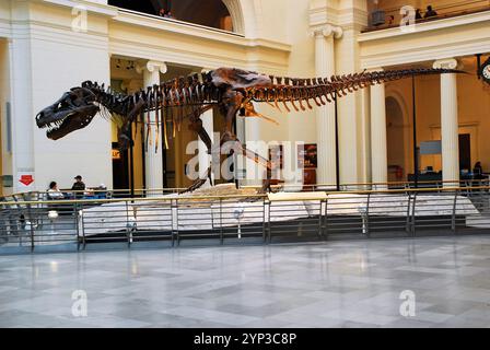 Sue, le dinosaure Tyrannosaurus Rex (T Rex) le plus complet jamais découvert, est exposé au Field Museum of Natural History de Chicago Banque D'Images
