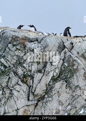 Pingouins Gentoo en Antarctique. Banque D'Images